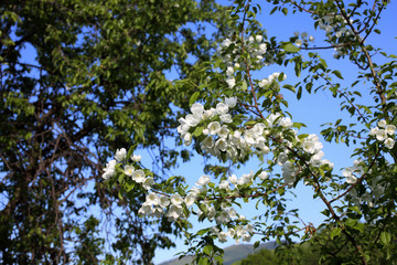 Apple blossom