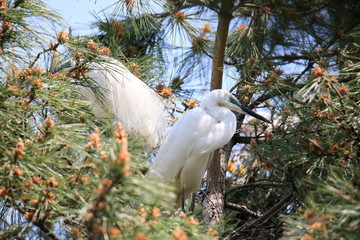 중대백로가 보이는 아름다운 풍경