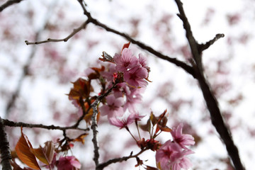 Apricot blossom. Sakura