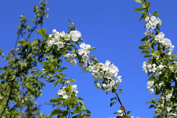 Apple blossom