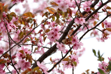 Fototapeta na wymiar Apricot blossom. Sakura