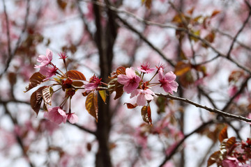 Apricot blossom. Sakura