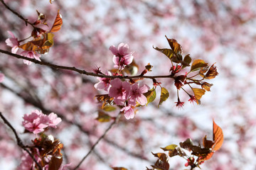 Apricot blossom. Sakura