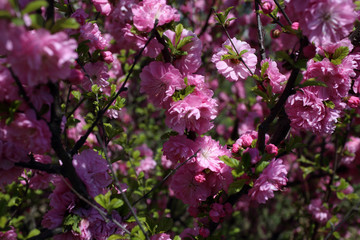Japanese cherry. Sakura
