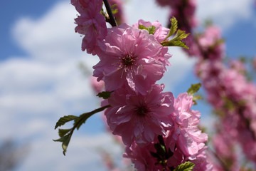 Japanese cherry. Sakura