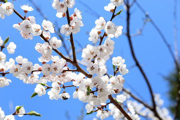 Plum blossom and blue sky