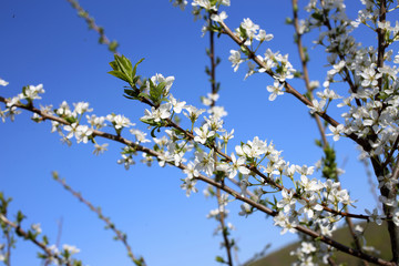 Plum blossom