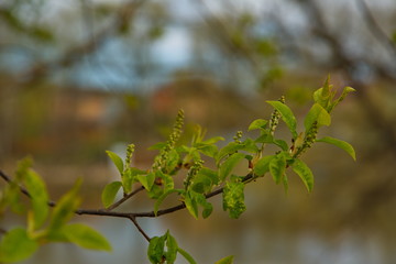 Spring forest. Nature is awakening.