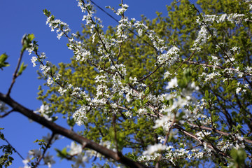 Plum blossom