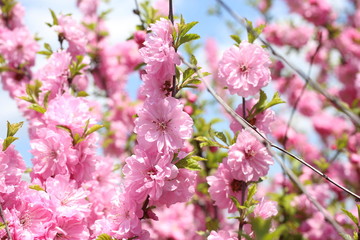Japanese cherry. Sakura