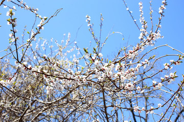 Plum blossom and blue sky