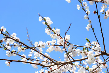 Plum blossom and blue sky