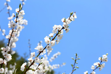 Plum blossom and blue sky