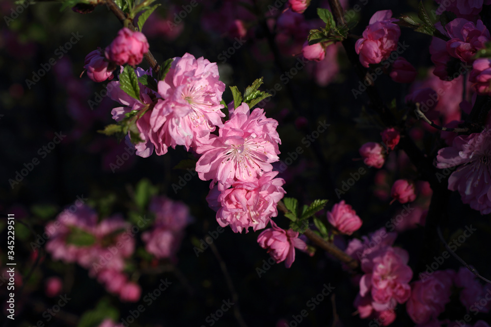 Poster Cherry blossom