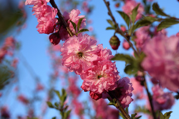 Cherry blossom