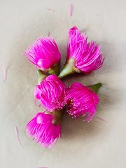 A different type of pink flowers