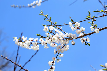 Plum blossom