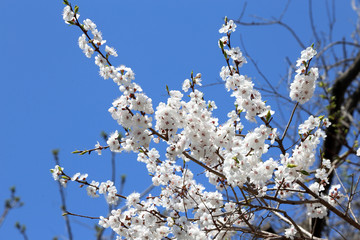 Plum blossom