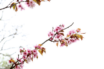 Apricot blossom. Sakura