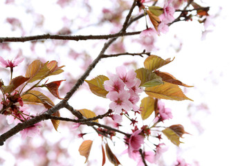 Apricot blossom. Sakura