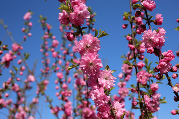 Cherry blossom