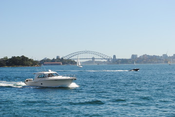 Obraz premium Barco blanco en primer plano y el Harbour Bridge de Sydney al fondo.