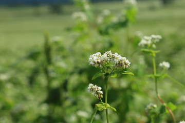 そばの花(a backwheat flower)