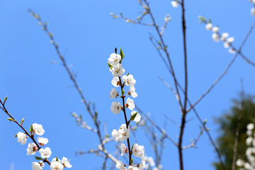 Plum blossom