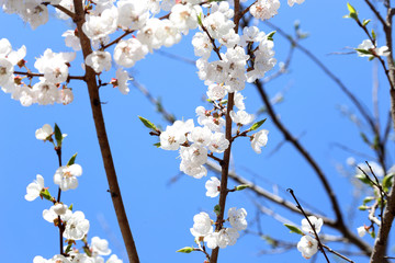 Plum blossom