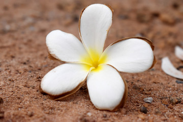 Beautiful Plumeria flower on ground. White yellow of Frangipani flower