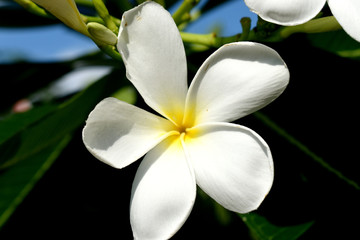 Beautiful Plumeria flower on nature blurred background. White yellow  flower