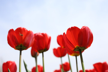 Red tulips and sky