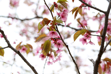 Apricot blossom
