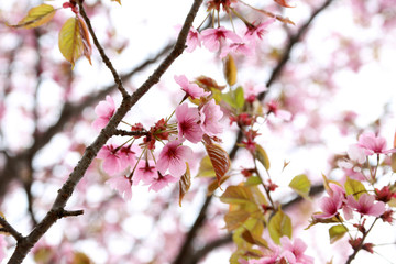Fototapeta na wymiar Apricot blossom