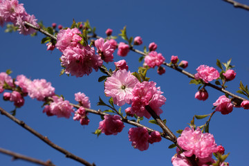 Cherry blossom