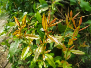 Pomegranate green leaf natural