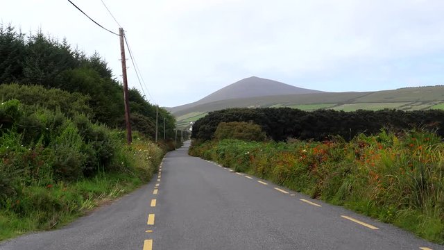Driving narrow R559 road between flowers in countryside of Dingle peninsula, Ireland.