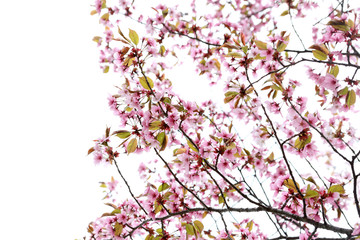Obraz na płótnie Canvas Apricot blossom