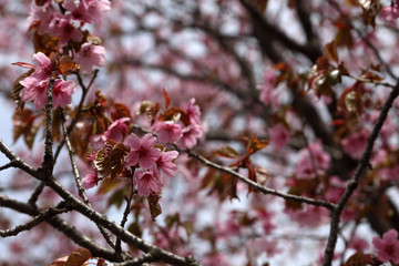 Obraz premium Apricot blossom. Sakura