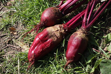 Beet harvest