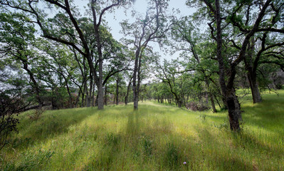 Sun rays through trees in grassy meadow in rural hills 