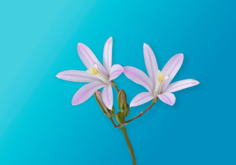 Macro white and pink striped wildflower isolated on blue background