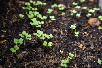 HOME GROWING VEGETABLE AT GARDEN..