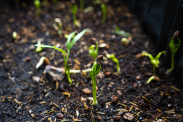 HOME GROWING VEGETABLE AT GARDEN..