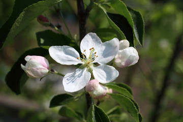 Obraz premium Apple blossom. Spring