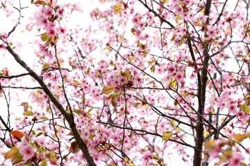 Apricot blossom