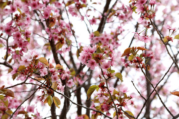 Fototapeta na wymiar Apricot blossom