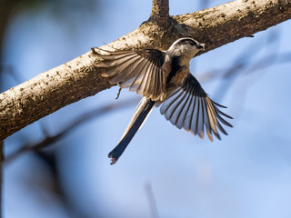 long tailed bushtit perched on forest branch 6