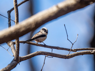 long tailed bushtit perched on forest branch 10