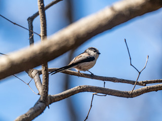 long tailed bushtit perched on forest branch 11